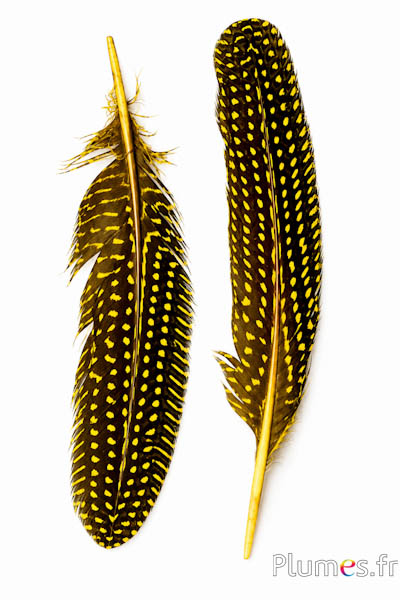 Parelhoen - 16-20 cm - geel